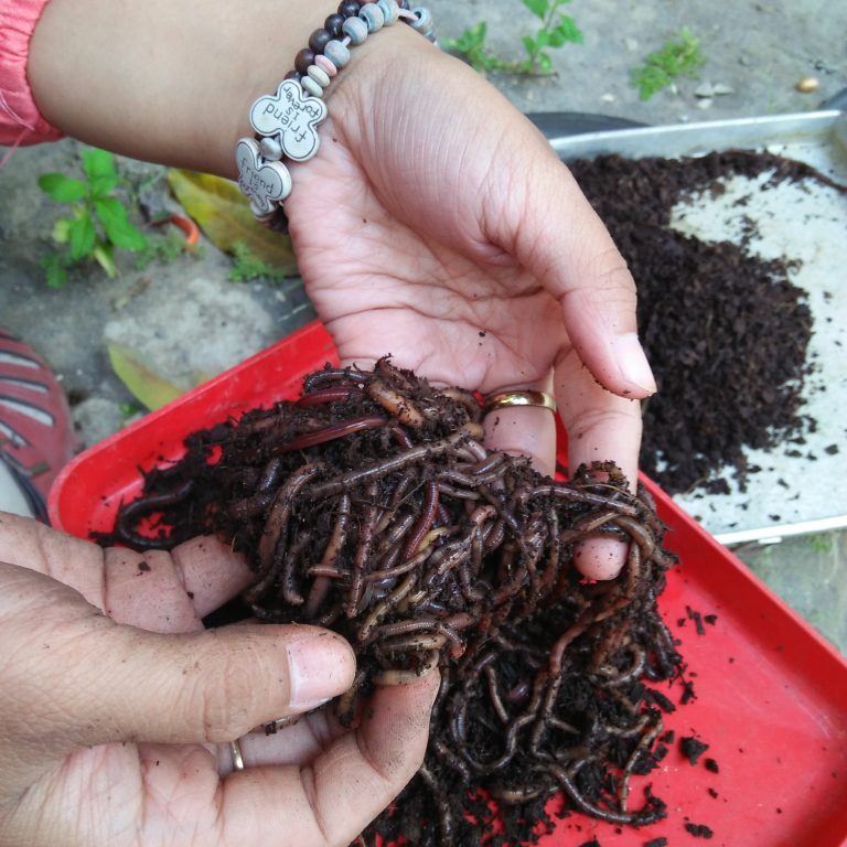 Vermicomposting  sampah pasar menggunakan cacing Lumbriccus Rubellus dan Eisenia Foetida